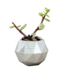 Mini Çiçek Saksı Küçük Sukulent Gümüş Kaktüs Saksısı Mini Poly Silindir Model